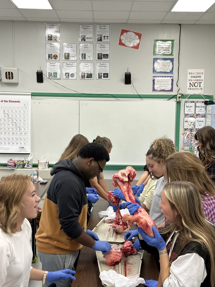 MrsKeriLewis1's tweet photo. Thanks to Florence Frozen Meats for providing the cow bones for our cow bone dissection. @TuscumbiaCitySc @Deshler_High https://t.co/XJnx9YhIaL
