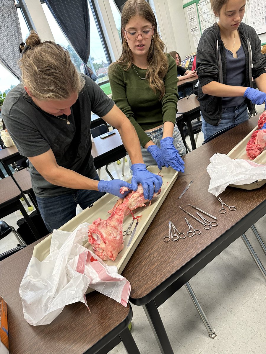 MrsKeriLewis1's tweet photo. Thanks to Florence Frozen Meats for providing the cow bones for our cow bone dissection. @TuscumbiaCitySc @Deshler_High https://t.co/XJnx9YhIaL