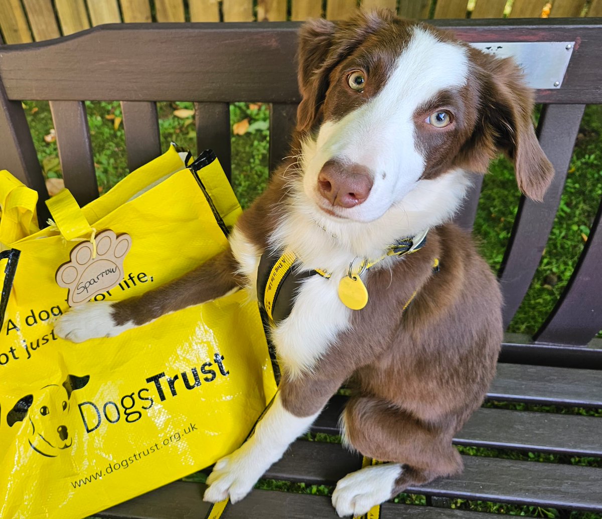 DT_WestCalder's tweet photo. Sparrow can't wait for the weekend to begin! With her #bigyellowbag in paw she has headed off to her fur-ever home! π‘ β₯οΈ
@dogstrust #adoptdontshop #adogisforlife #colliepup #fosterdog #homefromhome https://t.co/9yfvHcKYrW