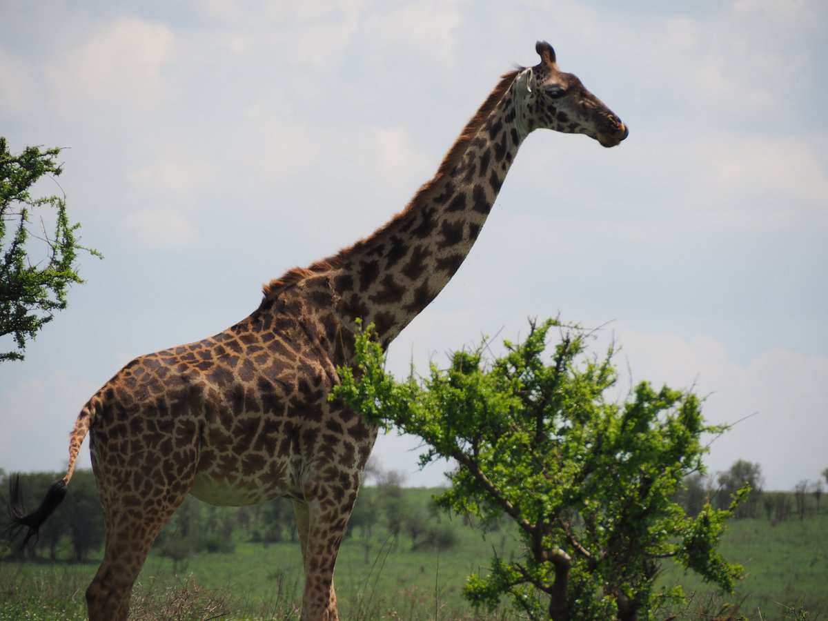 SafarisAstro's tweet photo. Welcome to Tarangire National Park, a true African paradise waiting to  be discovered. Nestled in the northern circuit of Tanzania. #ExploreMore
#Wanderlust #TravelGoals #AdventureAwaits
#BucketList #DiscoverTheWorld #TravelInspiration
#WanderlustWednesday #RoamTheGlobe https://t.co/UjoniUdp9r