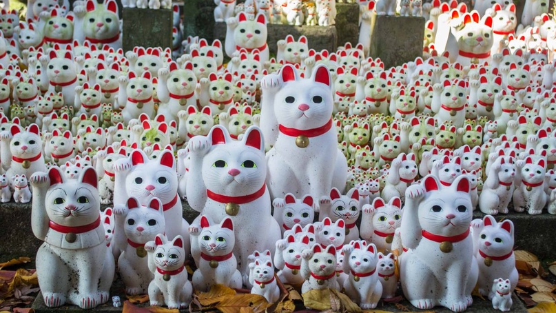 _ko_mon's tweet photo. 29th #September is Lucky Cat Day (Maneki-Neko no Hi) in #Japan since 1995
#photo via Konnichiwa Club on vk
#cats #CatsOfTwitter #招き猫の日 #ManekiNekoDay #29thSeptember https://t.co/vWiuEDEJGc