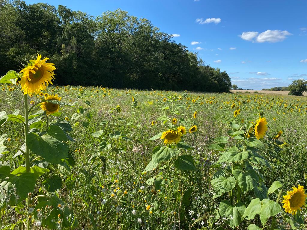 SWT Farm Wildlife Advice (@swtwildfarms) on Twitter photo Interested in joining our team?
Now less than a week left to apply - deadline is 4th Oct. Details below or get in touch to find out more.
<a href="/suffolkwildlife/">SuffolkWildlifeTrust</a> <a href="/RiverWaveney/">River Waveney Trust</a> <a href="/NorfolkWT/">Norfolk Wildlife Trust</a>
suffolkwildlifetrust.org/jobs/farm-wild… Interested in joining our team?
Now less than a week left to apply - deadline is 4th Oct. Details below or get in touch to find out more.
<a href="/suffolkwildlife/">SuffolkWildlifeTrust</a> <a href="/RiverWaveney/">River Waveney Trust</a> <a href="/NorfolkWT/">Norfolk Wildlife Trust</a>
suffolkwildlifetrust.org/jobs/farm-wild…