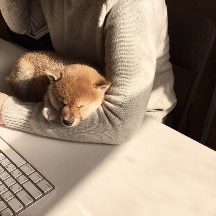 supernovash_'s tweet photo. Mi compañera el día de hoy. https://t.co/W6dzmvQ6ty