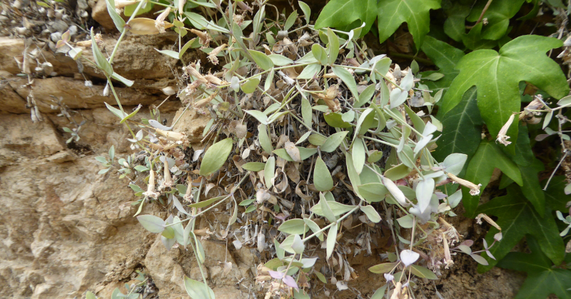 FBiodiversidad's tweet photo. 🌼 El proyecto #PRIOCONEX de @aranzadi ha estudiado especies de plantas de los géneros Petrocoptis y Androsace, vulnerables a los efectos derivados del #CambioClimático, para desarrollar metodologías que contribuyan a mejorar su estado de conservación.
#ProyectosFB #AdaptaciónCC
