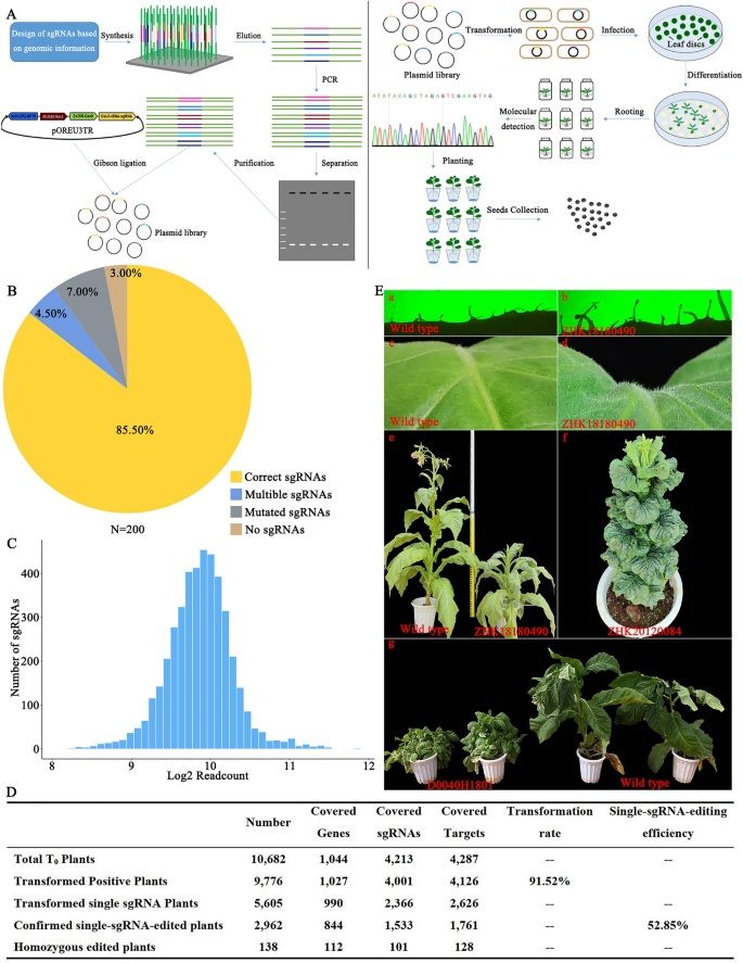 sci_plant's tweet photo. High-throughput creation of Nicotiana tabacum gene-targeted mutants based on CRISPR/Cas9 

https://t.co/zKloTWukWF 
#plantsci ♻️ https://t.co/geShimza9F