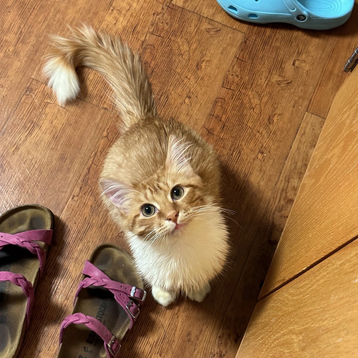 austinpetsalive's tweet photo. He's your fashion consultant, he's your work buddy, he's THAT friend, he's Ze Finest Boi! This social, sweet kitten relishes in your presence. Whatever you're doing, he wants to be a part of it. He has had seizures in the past, and is on daily meds, which he takes just fine! https://t.co/EIQjaXOZc4