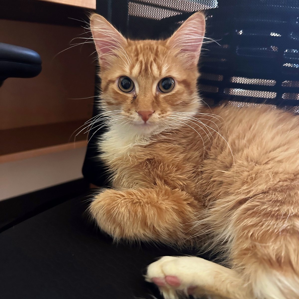 austinpetsalive's tweet photo. He's your fashion consultant, he's your work buddy, he's THAT friend, he's Ze Finest Boi! This social, sweet kitten relishes in your presence. Whatever you're doing, he wants to be a part of it. He has had seizures in the past, and is on daily meds, which he takes just fine! https://t.co/EIQjaXOZc4