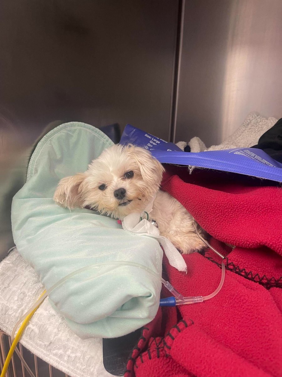 dog_rates's tweet photo. This is Dio. After being surrendered to the shelter, he couldn't stop walking into walls. It was soon determined that a liver shunt is causing his neurological issues. He needs emergency surgery to live a long and happy life. You can help Dio below ❤️‍🩹

https://t.co/DSzIU3JoS5 https://t.co/okkxuPi0se