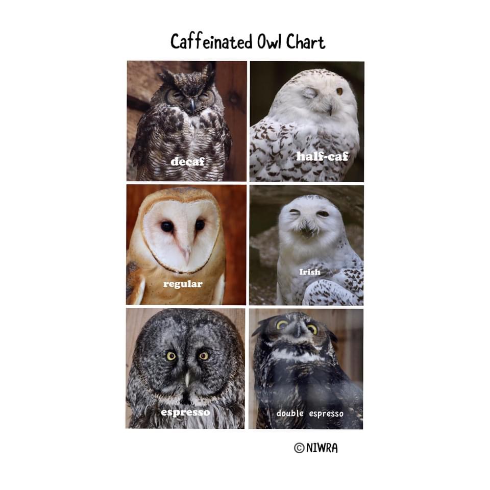 Happy #nationalcoffeeday from the owls at NIWRA!☕️ What’s your preference?😊