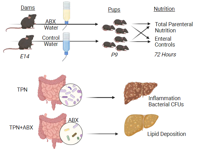 APS Publications (@apspublications) on Twitter photo New in <a href="/ajpgi/">AJP-Gastrointestinal and Liver Physiology</a>: Altered Hepatic and Intestinal Homeostasis in a Neonatal Murine Model of Short-Term Total Parenteral #Nutrition and #Antibiotics (Tahliyah S. Mims et al.)
ow.ly/iVoS50PQGlP
<a href="/KentWillisMD/">Kent Willis MD</a> <a href="/joepierre3/">Joe Pierre</a> <a href="/UWMadison/">UW–Madison</a> #liver #microbiome New in <a href="/ajpgi/">AJP-Gastrointestinal and Liver Physiology</a>: Altered Hepatic and Intestinal Homeostasis in a Neonatal Murine Model of Short-Term Total Parenteral #Nutrition and #Antibiotics (Tahliyah S. Mims et al.)
ow.ly/iVoS50PQGlP
<a href="/KentWillisMD/">Kent Willis MD</a> <a href="/joepierre3/">Joe Pierre</a> <a href="/UWMadison/">UW–Madison</a> #liver #microbiome