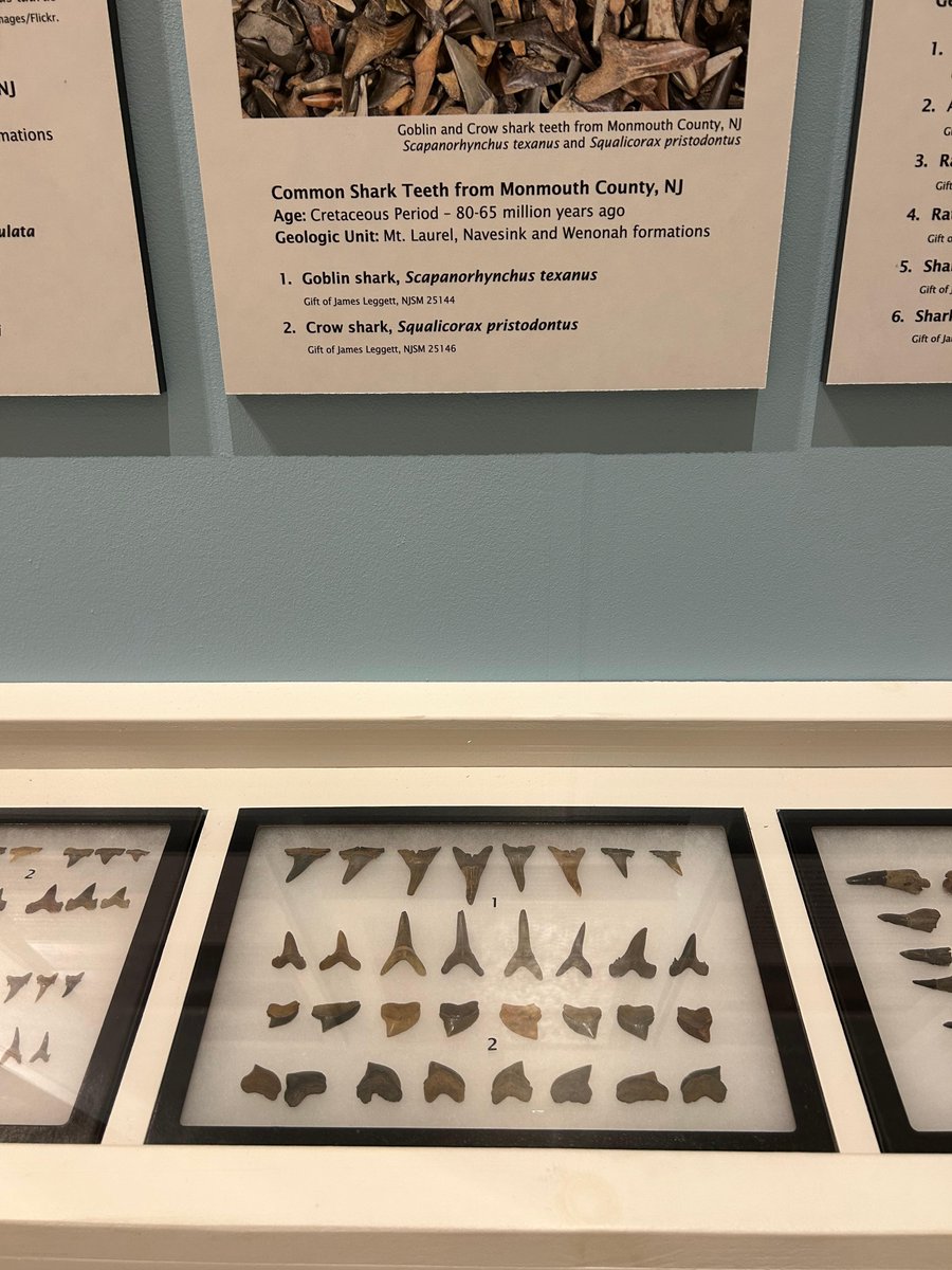 There's a new display in the 'Written in the Rocks' exhibition. A case with examples of #fossil #shark teeth from different species examples of the many different types of fossil shark teeth discovered in New Jersey.