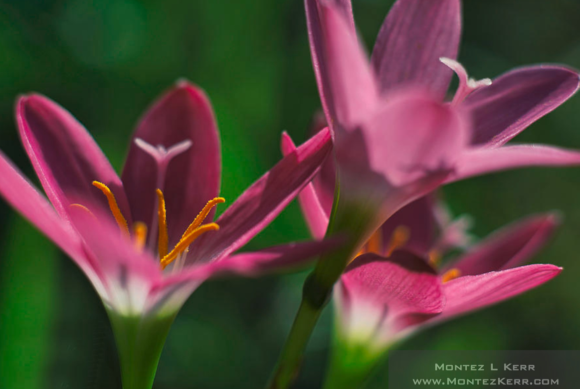 Pink Rain Lilies  #flowerpower #nature #humanartist #yellowflowers #flowers #photography #AYearForArt #BuyIntoArt #wallart #buyintoart #wallartforsale #landscapephotography #bahamas 
𝐒𝐄𝐄 𝐈𝐓 𝐇𝐄𝐑𝐄 --->bit.ly/48B2exa📷
