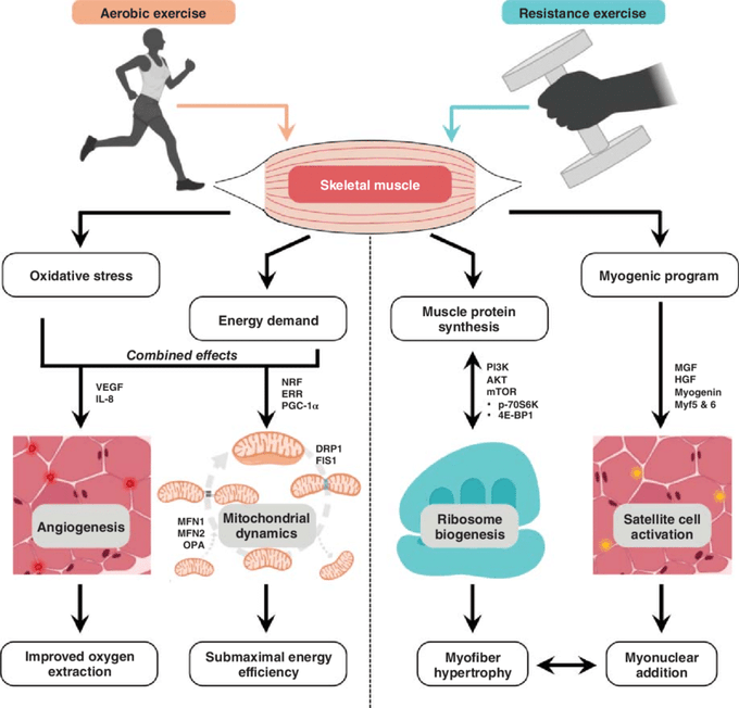 Skeletal muscle adaptations to exercise

 Aerobic
- Angiogenesis:⤴️oxygen extraction
- Mitochondrial dynamics:⤴️energy efficiency

Resistance
- Ribosome biogenesis: msucle fibre hypertrophy
- Satellite cell activation: msucle fibre hypertrophy

#exercise
onlinelibrary.wiley.com/doi/10.1002/cp…