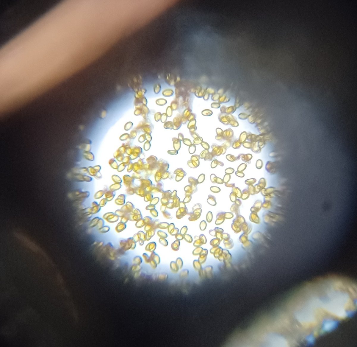 TheRustyIRiS's tweet photo. Then did a spore print and looked under the microscope, now more uncertain, is it rusty brown or purple brown.
(The photo of under the microscope by my teenage offspring)
#SporePrint #Fungi #Mushrooms https://t.co/ys1rHypebR