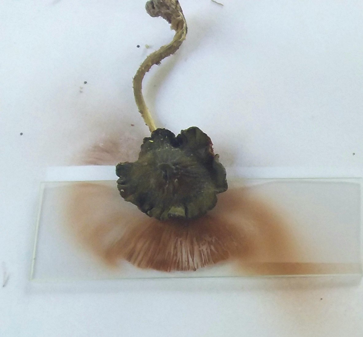 TheRustyIRiS's tweet photo. Then did a spore print and looked under the microscope, now more uncertain, is it rusty brown or purple brown.
(The photo of under the microscope by my teenage offspring)
#SporePrint #Fungi #Mushrooms https://t.co/ys1rHypebR