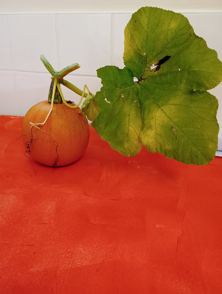 TysoeCEPrimary's tweet photo. Looking forward to welcoming family and friends to our Harvest Service - Monday 2nd October 9:30am at St Mary's Church. Please remember your donations for Shipston Foodbank. https://t.co/N0Bf6eMiAE