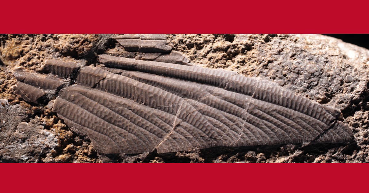 [#Geodiversitas] New light shed on Triadophlebiomorpha wing morphology and systematics (#Insecta: #Odonata)

✒️ Olivier BÉTHOUX (@le_CR2P) & John M. ANDERSON (@WitsUniversity)
🔗 geodiversitas.com/45/17
#FossilFriday #Fossilinsect #Triassic #newgenus #NewSpecies #Paleontology