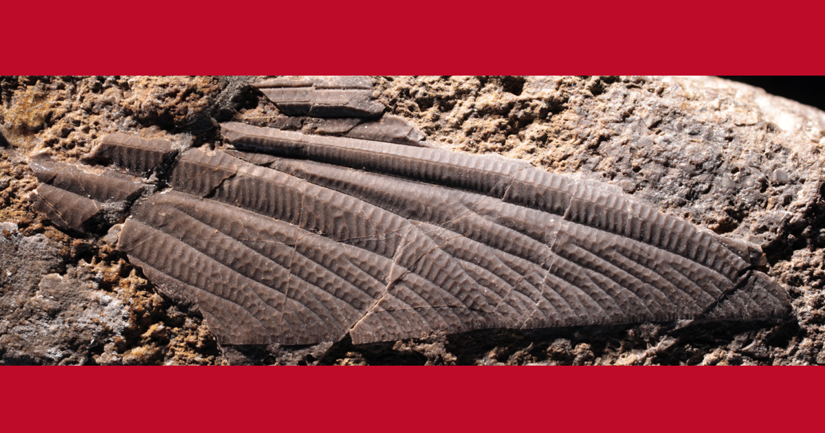 Publi_MNHN's tweet photo. [#Geodiversitas] New light shed on Triadophlebiomorpha wing morphology and systematics (#Insecta: #Odonata)

✒️ Olivier BÉTHOUX (@le_CR2P) &amp; John M. ANDERSON (@WitsUniversity)
🔗 https://t.co/06Ffv51CcR
#FossilFriday #Fossilinsect #Triassic #newgenus #NewSpecies #Paleontology https://t.co/T2Te1mUGwK