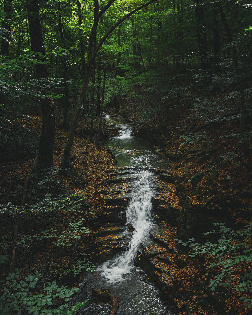 elemmiressoul's tweet photo. deep in the forest. https://t.co/QpqNAvTTi7