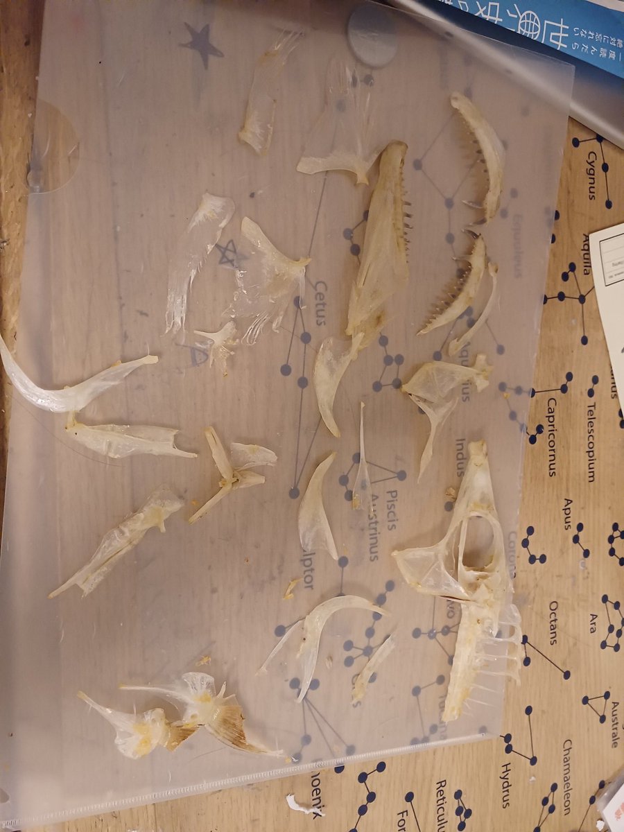 Isurus1810's tweet photo. タチウオの骨を引き上げたので組み立てていきます。#骨格標本
#fishskull #タチウオ #Cutlassfish #太刀魚 #Рыбасабля https://t.co/1YkukuvzMd