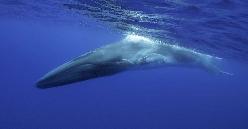 FBiodiversidad's tweet photo. 📢 Aún puedes presentar tu oferta a la licitación para la mejora del conocimiento sobre el #rorcual común y la propuesta de medidas para su gestión y conservación en el Mediterráneo.
🗓️ Hasta el martes 3⃣ de octubre
💰 134.124,80€
🌊 En el marco del @LifeIntemares