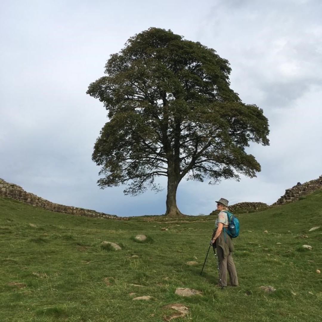 We are devastated at the news of the loss of the iconic #SycamoreGap tree in Northumberland 🌳 Lord and Lady Mansfield enjoyed walking a section of Hadrian's Wall a couple of years ago and got to see the spectacular Sycamore tree.