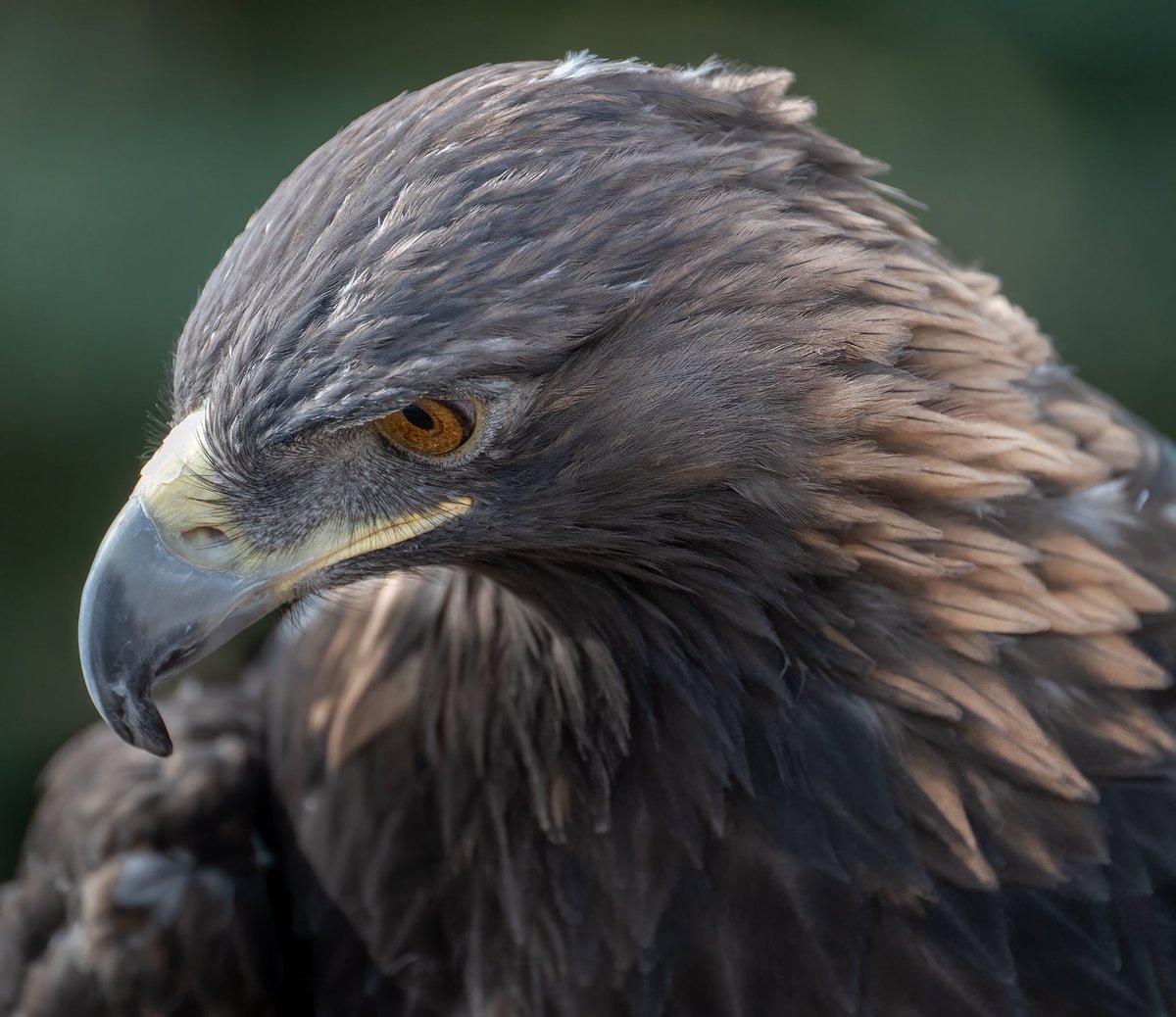 Close up Golden Eagle Montana #ThePhotoHour #BirdsOfTwitter #BirdsSeenIn2023 #NaturePhotograhpy #nikonz8 #NikonNoFilter #birdsofprey @NikonUSA