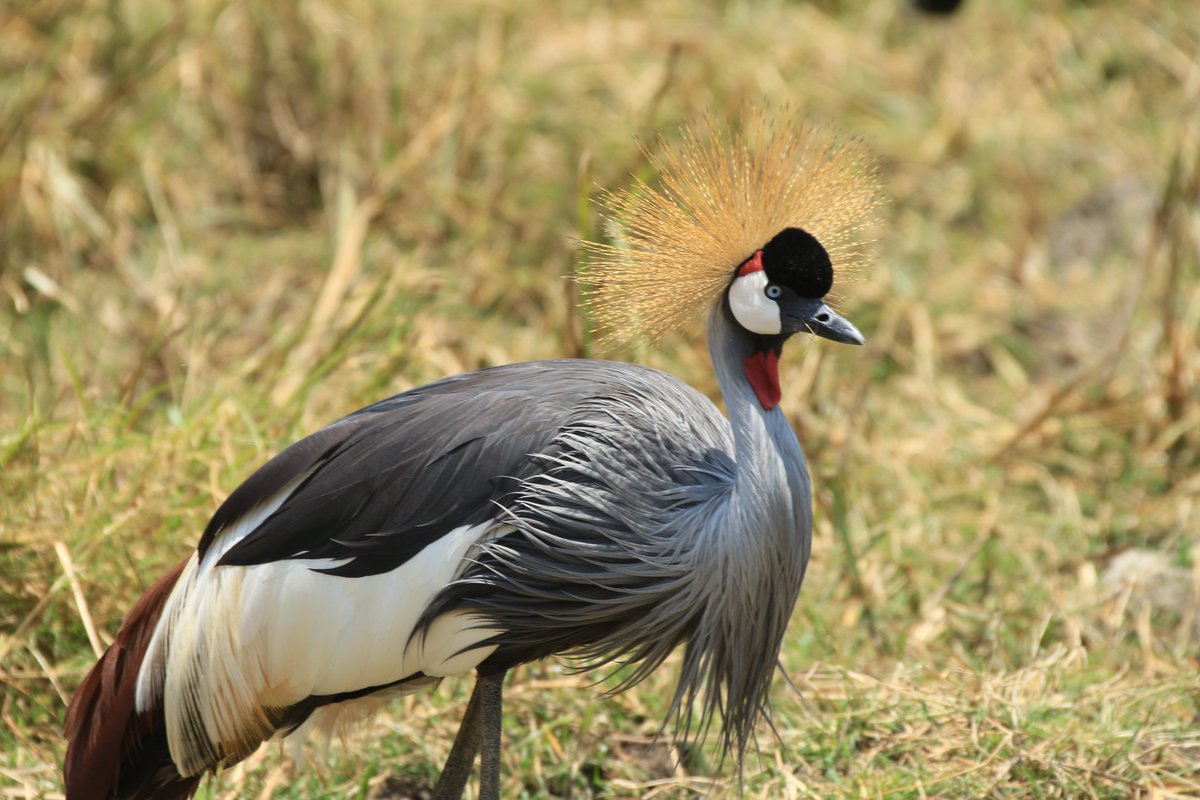 SafarisAstro's tweet photo. Birdwatcher's Paradise: With over 500 species of birds, Tarangire is a  haven for bird enthusiasts. Spot colorful avian wonders, including the  vibrant lilac-breasted roller and the majestic African fish eagle.#TarangireNationalPark #TanzaniaSafari
#SafariAdventure https://t.co/4UMho8fFES