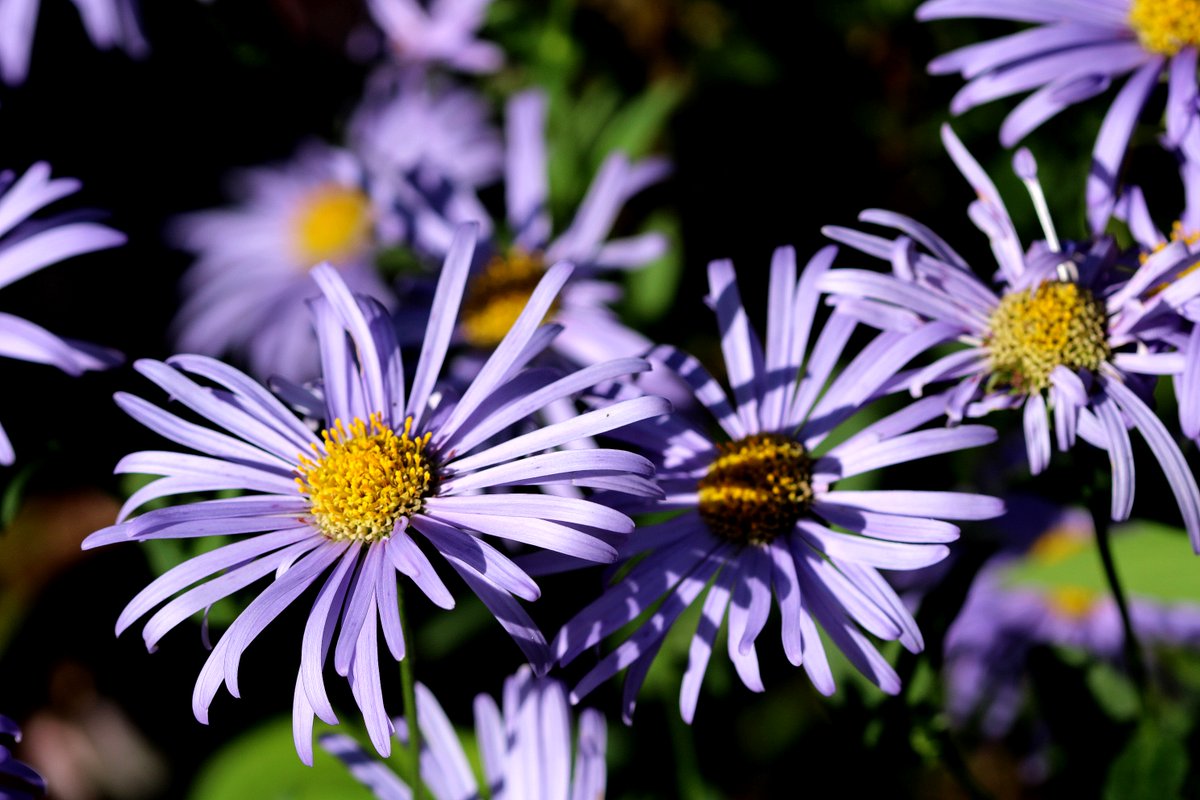 #MichaelmasDay Michaelmas, or the Feast of Michael and All Angels - St Michael is one of the principal angelic warriors, protector against the dark of the night and the Archangel who fought against Satan and his evil angels. #flowerphotography