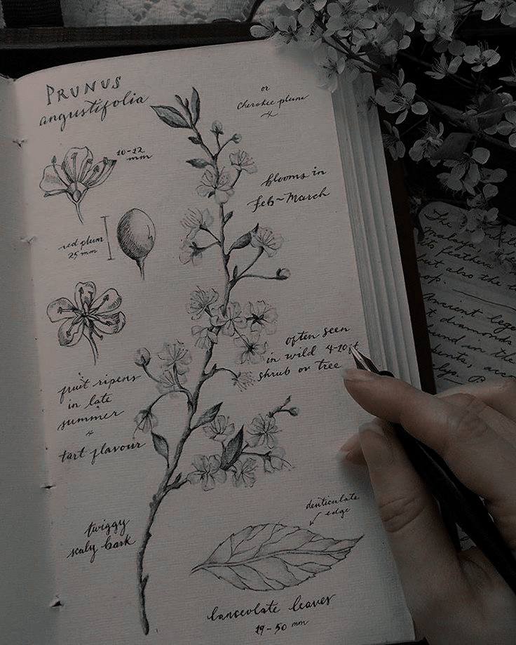 ︎

                 ･ﾟ 𝐃 𝐀 𝐌 𝐍 𝐆‌𝐈‌𝐑‌𝐋‌ 
                 ━┈ La belle fleur﹗

        〝She was the princess of an 
 enchanted garden, where the flowers 
              were her loyal subjects.〞

             ⸝⸝ 𝙰𝚑𝚖 𝚂𝚑𝚎𝚛𝚎 - 𝙻𝚊𝚝𝚟𝚎𝚛𝚒𝚊
 
 ︎