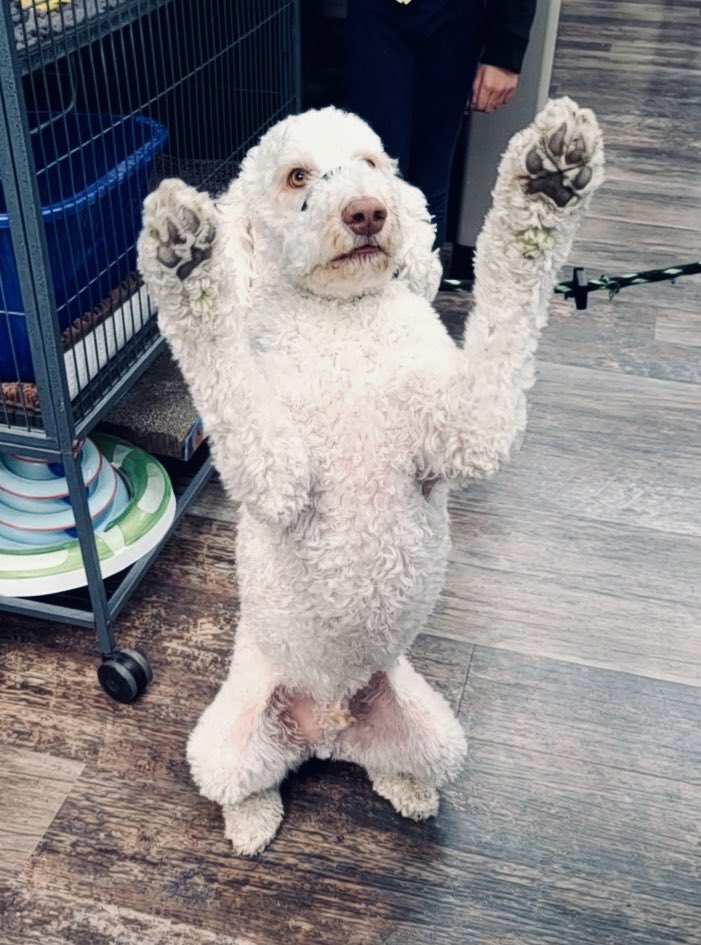 The anticipation is of getting a 🤤 treat is too much for Echo 😃 🐶!
#cutecustomeralert #echo #cutedog #dogsofinstagram #dogtreats #yegdogs #yeg #edmonton #localpetstore #beforeandafter #fridayfeeling #petvalu #loveliveshere ❤️ 🐾 #dogsofx