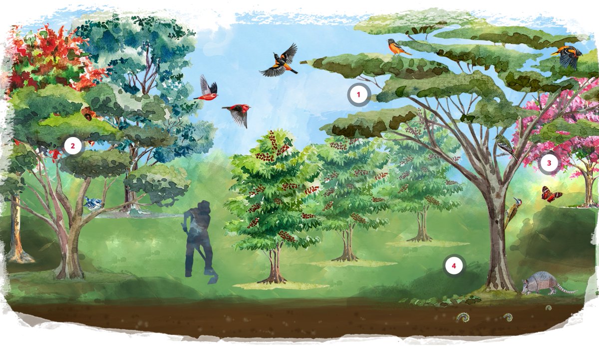 Volemos a los paisajes cafeteros de Santander para ver cómo el equipo del <a href="/SMBC/">Smithsonian Migratory Bird Center</a> y SELVA trabajan junto a productores de café para implementar soluciones para una caficultura sostenible. #LiveBirdFriendly #NationalCoffeeDay 
Mira el corto #CaféYAves aquí👇
nationalzoo.si.edu/cafe-y-aves