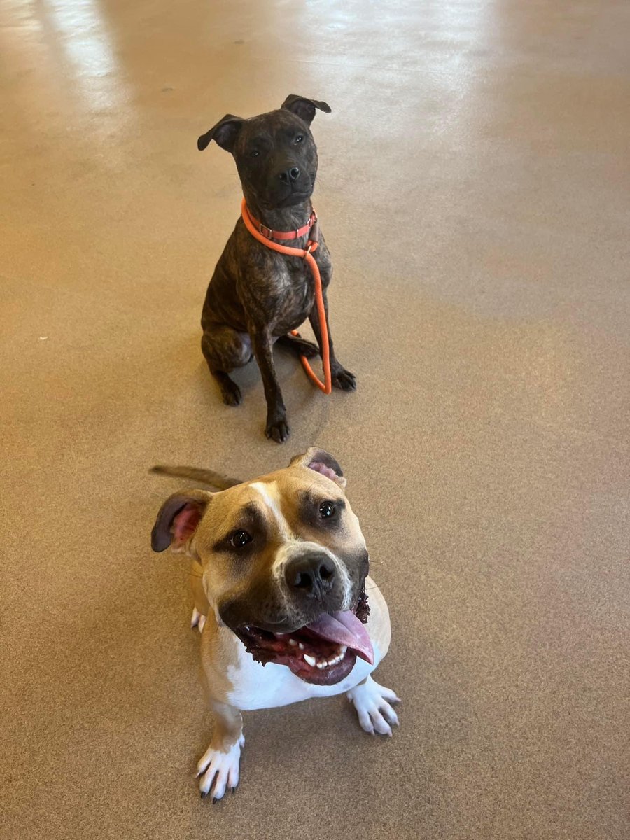 Both are available for adoption at @capitalhumane in Lincoln, NE. 

#adoptdontshop #showmeyourpitties #dogs #adoptme