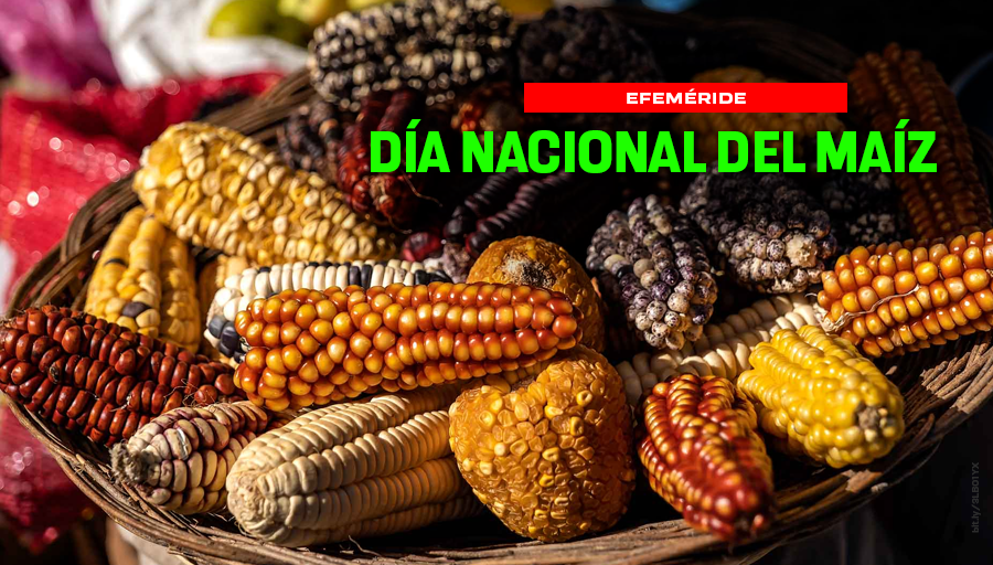 Tuxpeño, chalqueño, apachito, zapalote chico, cacahuazintle… son distintas maneras de decir: México. #UnDíaComoHoy se celebra el Día Nacional del Maíz 🌽, símbolo de la identidad del país y base alimenticia de la mayoría de sus habitantes > bit.ly/3RFTRdM