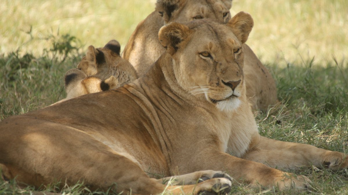 SafarisAstro's tweet photo. The ground of Roar with Excitement: Serengeti National Park's Majestic Lions! 🦁#GreatMigration
#AfricanSafari #WildlifeWatching #TanzaniaAdventure
#SerengetiMagic #SafariExperience #BigCats
#SerengetiSunset #SavannahViews #NaturePhotography #ExploreTanzania
#ConservationEfforts https://t.co/Qz2RhdvhxR