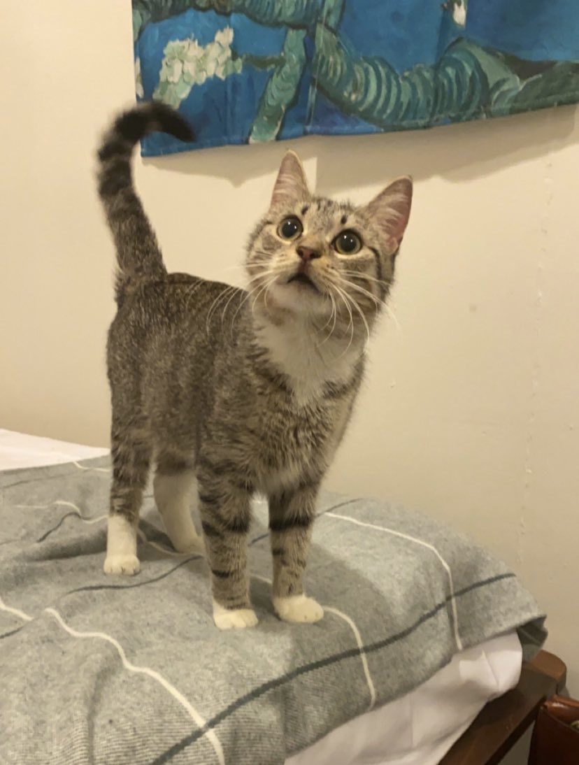 raspberrycat_'s tweet image. okaye so thise is me as an “babey” (smal, fresch offf the streats, my picshure on petfinder webb site) amd nowe? still am babey….howevur , vary lush as wel as robuste 💕