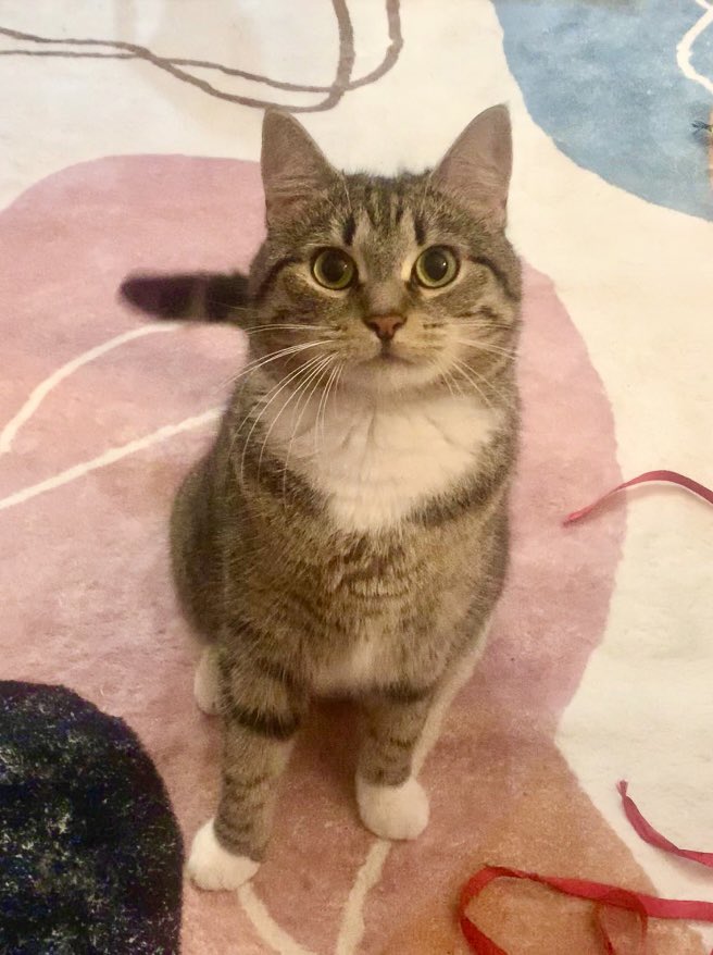 raspberrycat_'s tweet image. okaye so thise is me as an “babey” (smal, fresch offf the streats, my picshure on petfinder webb site) amd nowe? still am babey….howevur , vary lush as wel as robuste 💕