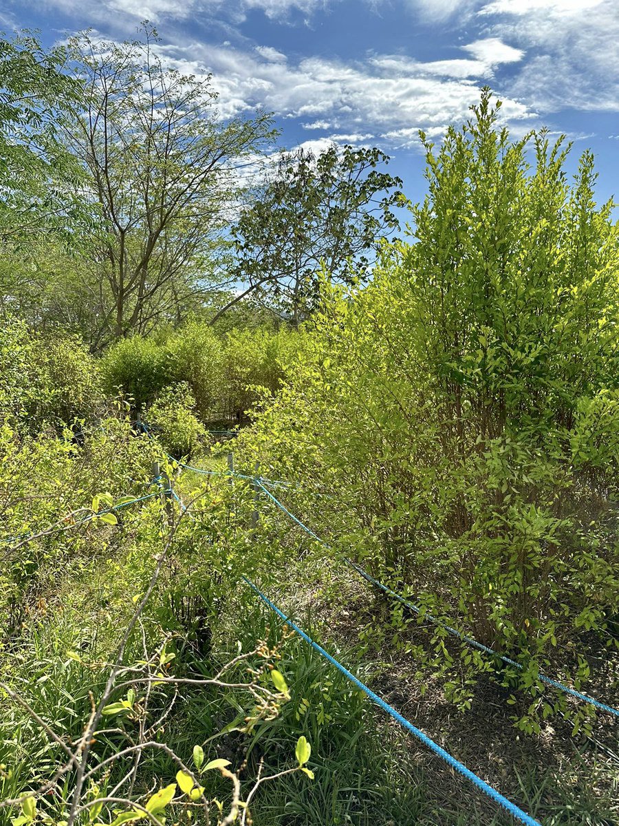 CRIMJUST_UNODC's tweet image. 🏁 Concluding an eye-opening and unforgettable 🇺🇳@UNODC_CRIMJUST &amp;amp; #SIMCI workshop on current trends in cocaine production &amp;amp; trafficking in 🇨🇴. Grateful to @IllicitRoutes 🇪🇺 for enabling this activity and the seasoned experts who shared their experience and insights with us. 🙏