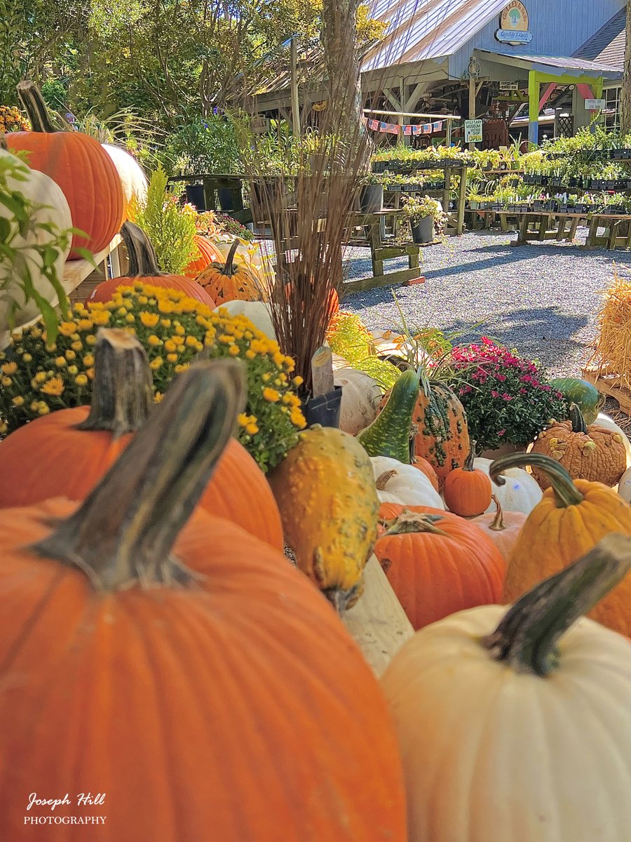 Gulley's Garden Center🌳🎃
Photo By: Joseph Hill🙂📸

gulleysgardencenter.com

#GulleysGardenCenter🌳🎃 
#gardencenter #pumpkins🎃 
#Autumn #AutumnVibes 
#SouthernPinesNC #September