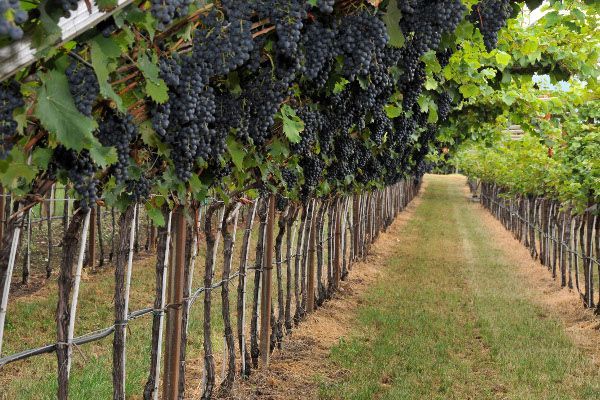 Como impacta el cambio climático en la vid
buff.ly/31a7IOG