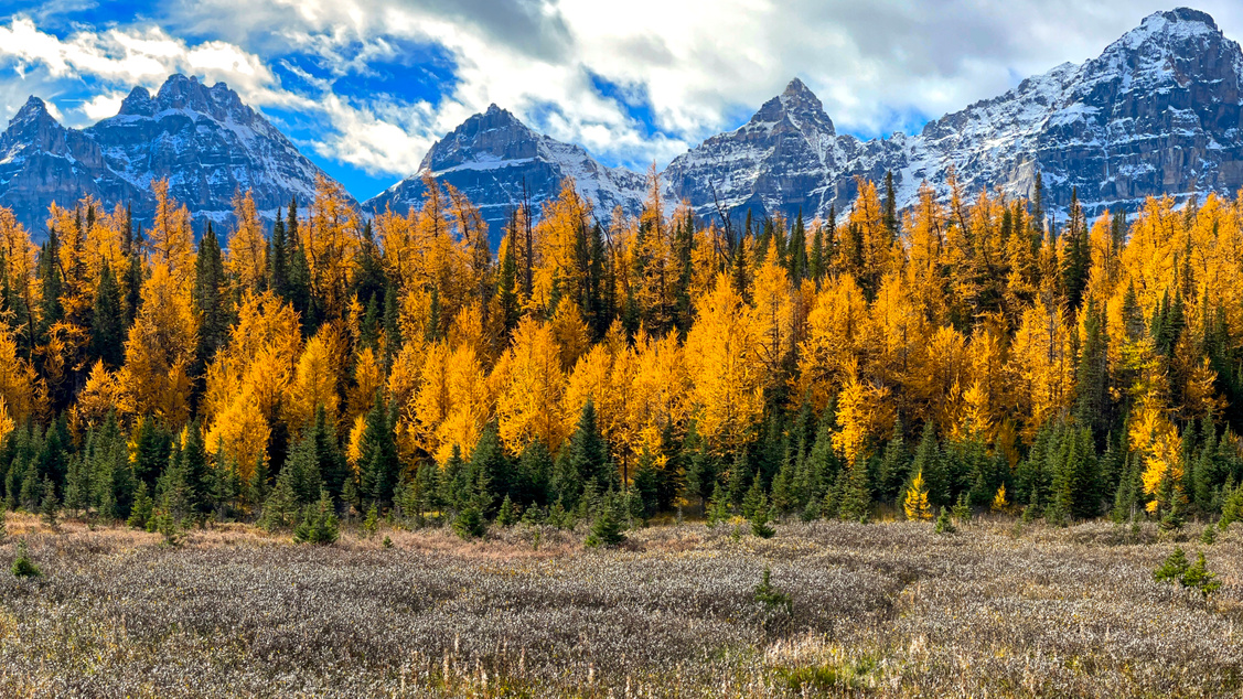 Have you got your Larch hike in this year in Banff National Park
#hikemorainelake #hikelakelouise #giantstepswaterfall #giantsteps #paradisevalley #sheolmountain #mounttemple #lakelouisehiking #morainelakehiking #sentinelpass