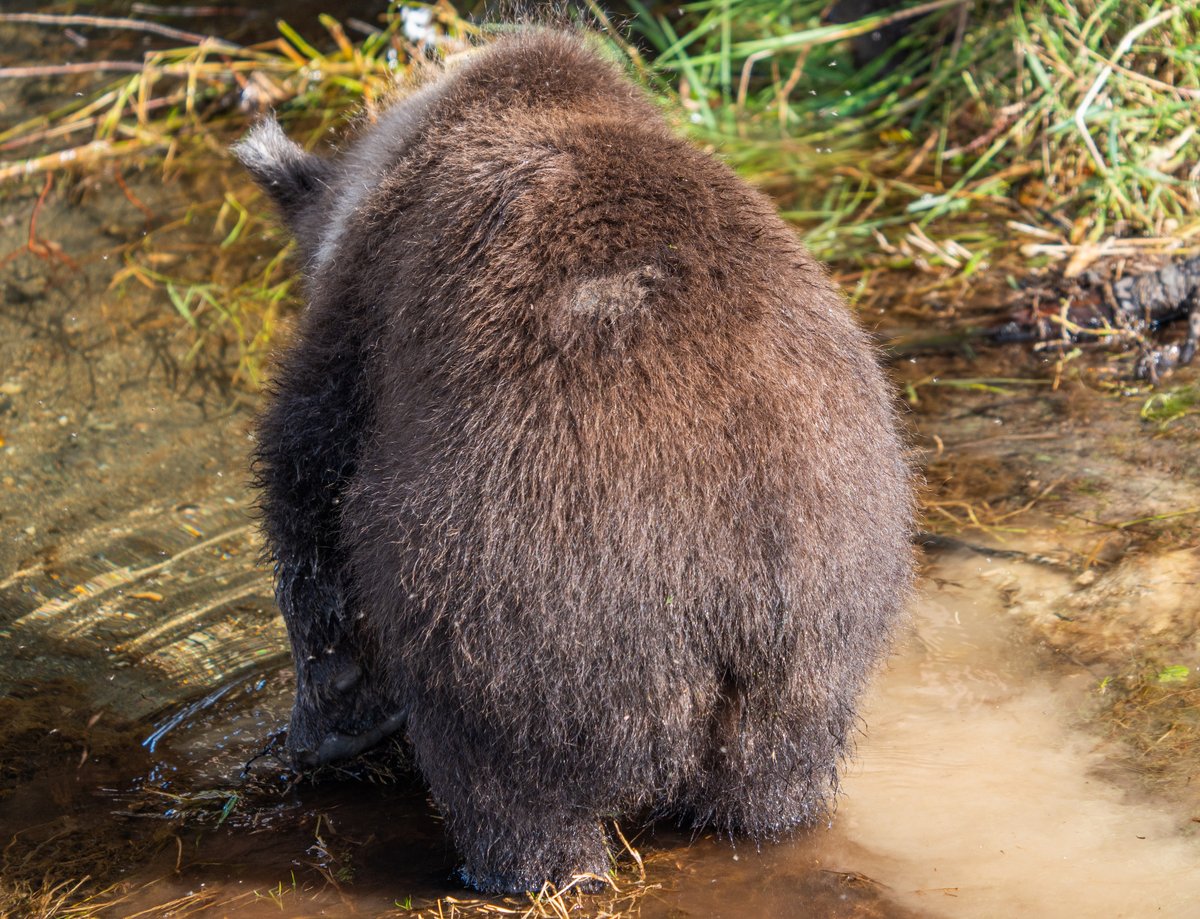 The competition is still on for #FatBearJunior BUTT you only have until 5PM AKDT/9PM EDT. 🍑

Today’s the day to crown the chubby cubby champ. These cubs are counting on you! Vote at fatbearweek.org! 😤