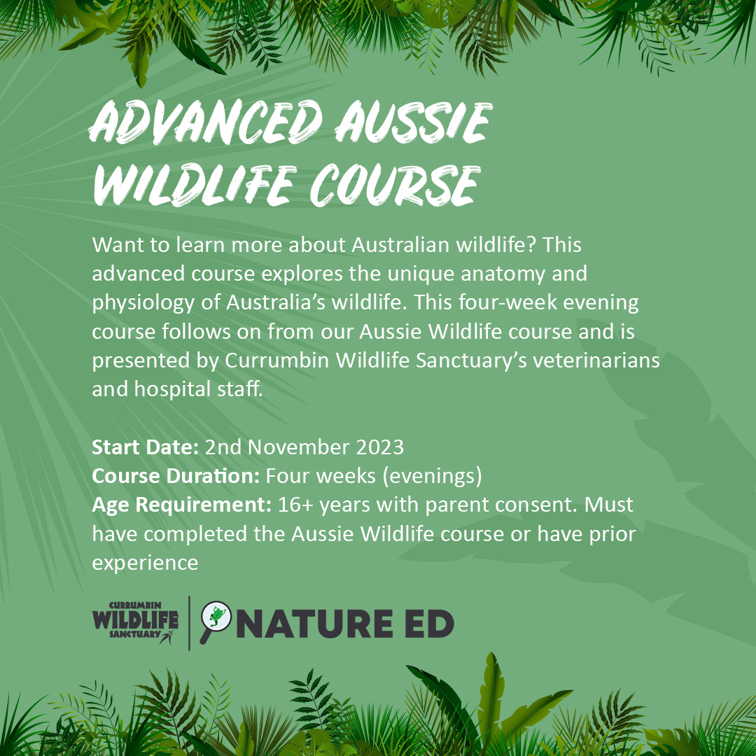 Join us for our Advanced Aussie Wildlife Course this November! 🐨🦘🦎🐢🦉 In this advanced course, we'll explore the unique anatomy and physiology of Australia's wildlife. Head to our website to secure your spot in this fantastic course today: bit.ly/2mJADHO