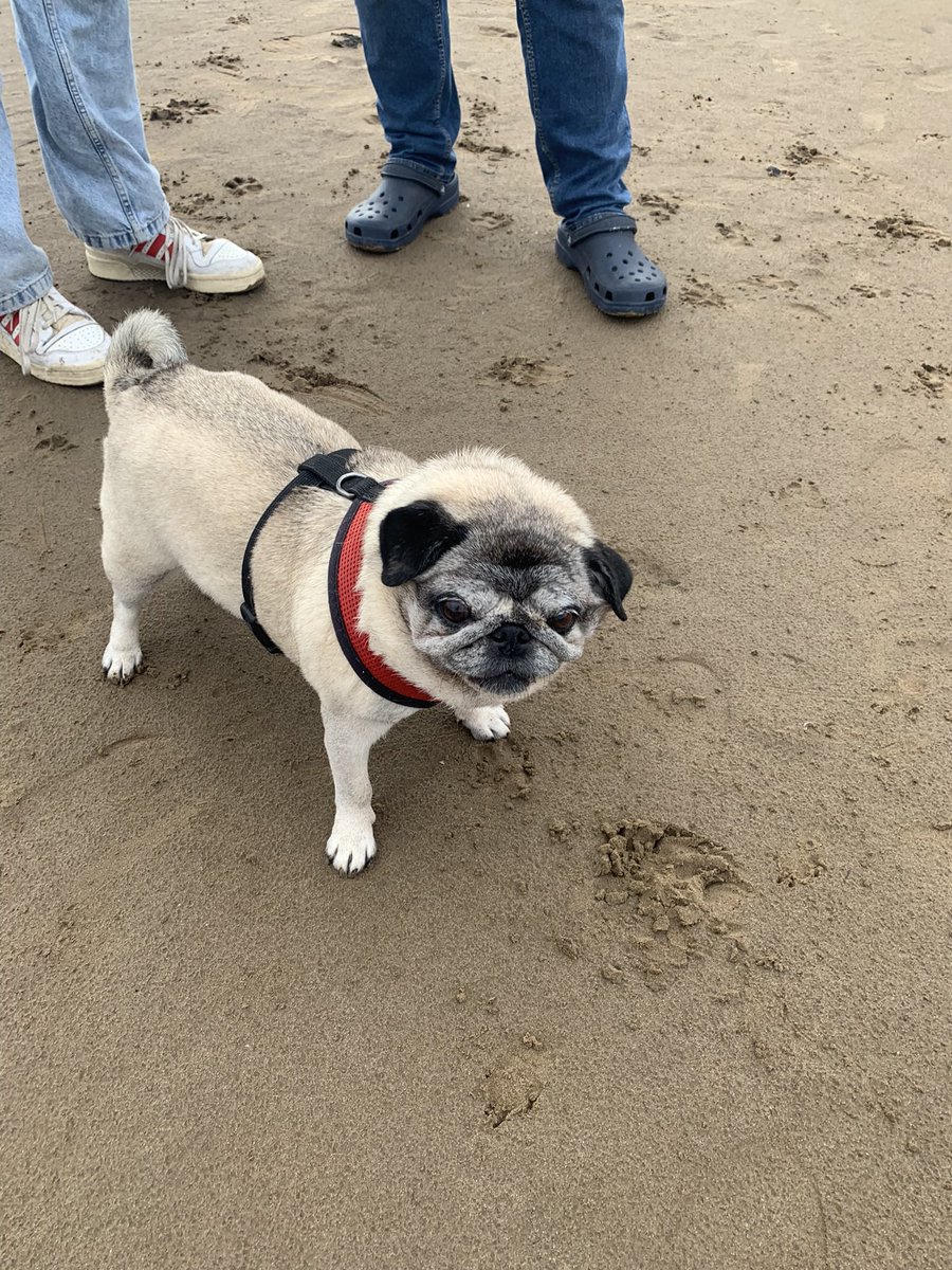 Carina 🐶 Lola Pug, Luna & Twiggy tweet media