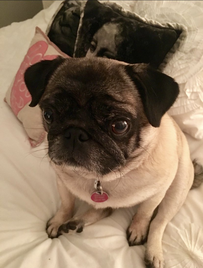 Carina 🐶 Lola Pug, Luna & Twiggy tweet media