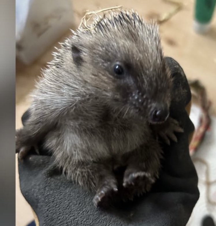 ThortschMann's tweet photo. Das ist Igel-Baby „Happy“ beim ersten Wiegen. Da war sie ca 3,5 Wochen alt. 
#Igelcontent https://t.co/bmto8Di7me