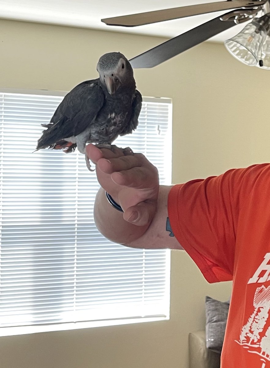 MalbecArises's tweet photo. Meet Sadie. 30 year old timneh African grey. Her owner passed and she's depressed. I met her today and she took to me right away. Stepped up, gave a kiss and a happy chirp. 💙 I pick her up Monday. https://t.co/qxcmlzc3ko