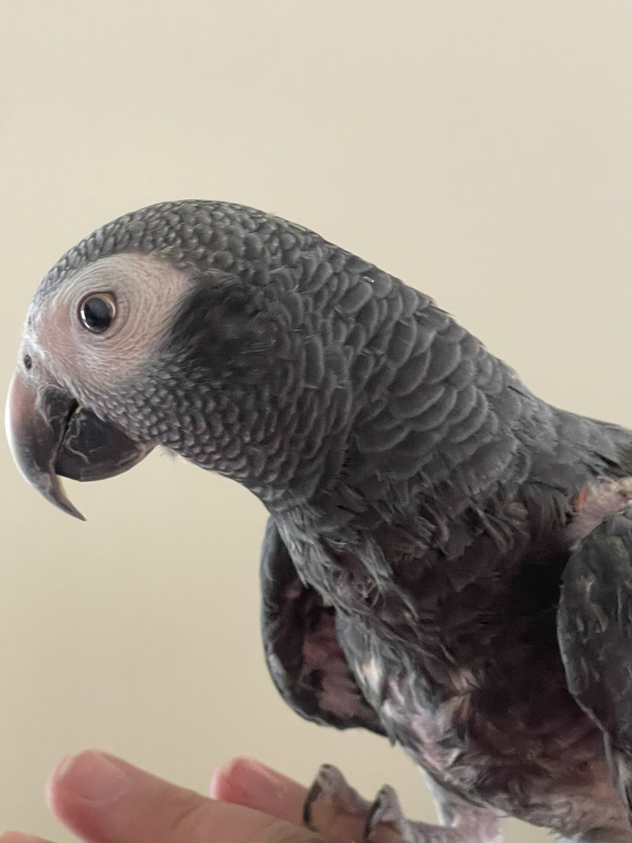MalbecArises's tweet photo. Meet Sadie. 30 year old timneh African grey. Her owner passed and she's depressed. I met her today and she took to me right away. Stepped up, gave a kiss and a happy chirp. 💙 I pick her up Monday. https://t.co/qxcmlzc3ko