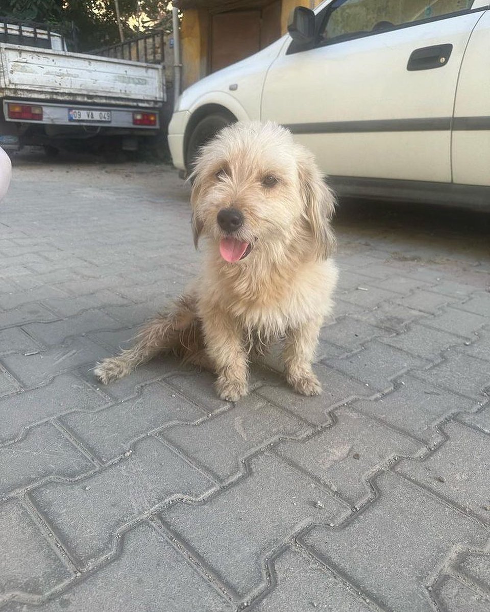 patiarkadas's tweet photo. Eşyaları ile birlikte sokağa atılmış 🥺 
sokakta yapamaz asla 
Acil geçici veya kalıcı yuva aranıyor 

İnstagram  @aysebdl 

#SokakHayvanlarıSahipsizDeğildir 
#satınalmasahiplen #dilanpolat https://t.co/AryAS3iEay