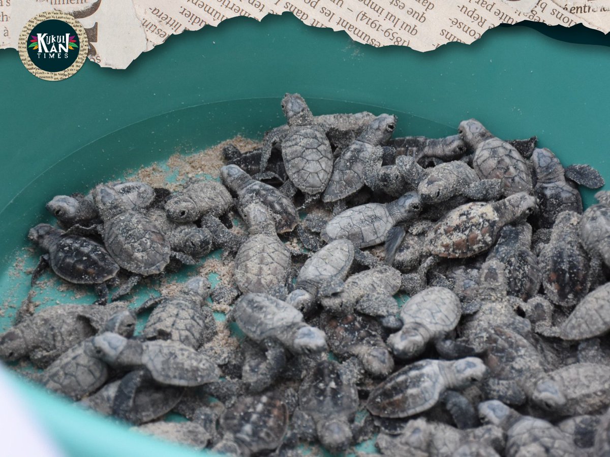 KukulkanTimes's tweet image. La Administración Portuaria Integral de Campeche (APICAM) y el Grupo Ambiental Profauna informaron que se protegieron cuatro mil 232 huevos y se liberaron dos mil 021 crías de tortuga Carey en el Balneario Inclusivo Playa Bonita.

#APICAM #Profauna #Tortugas 🐢🌊👏🏼